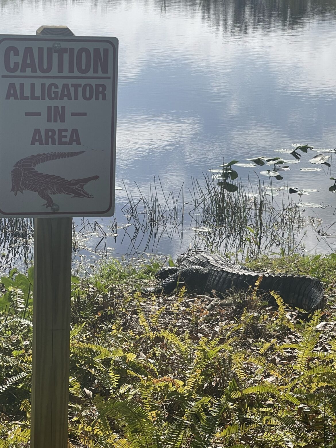 Florida Alligator