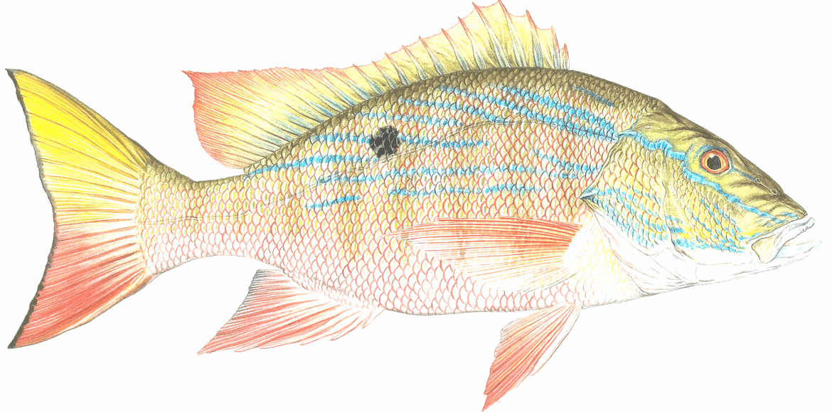 Mutton Snapper