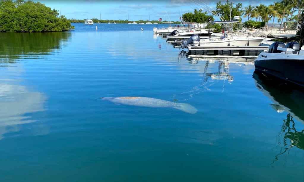 Manatee Harbor