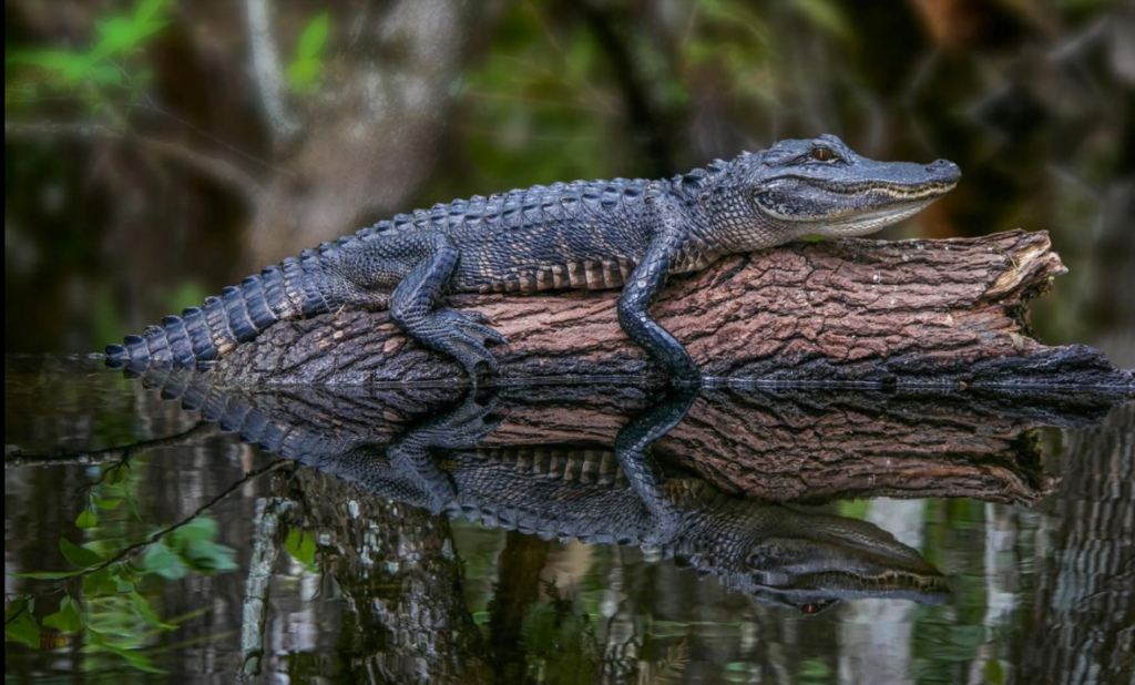 Alligator Resting