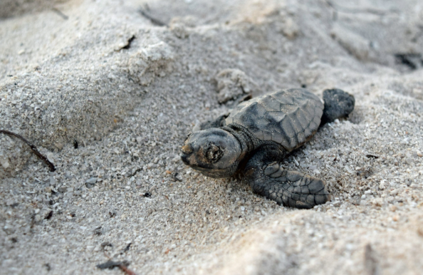 Baby sea turtle on the beach