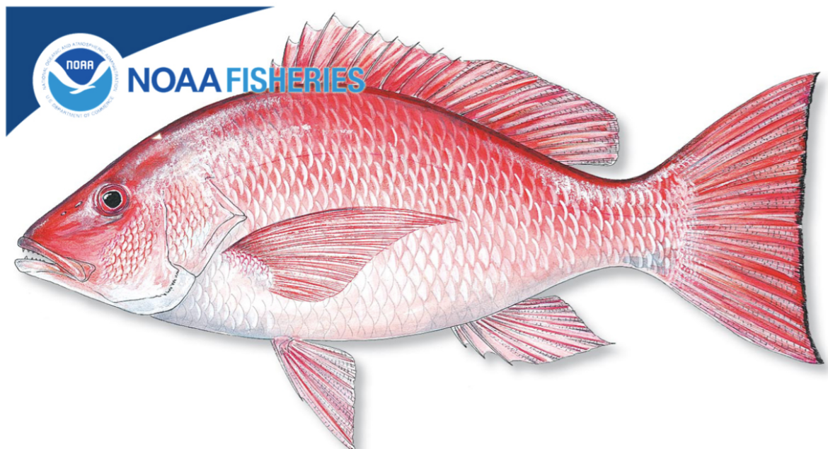 NOAA Redfish